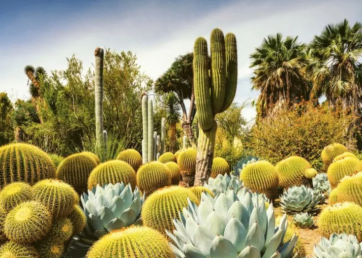 Pussel 1000 bitar - Huntington Desert Garden