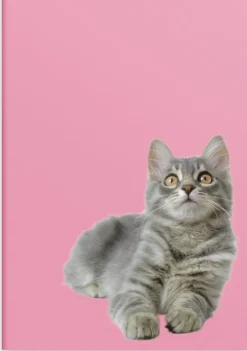 Skrivhäfte A4 linjerad Katt/Hund